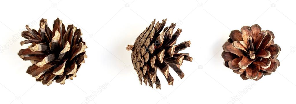 Set of various coniferous tree cones isolated on white background