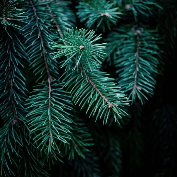 Christmas Fir Träd Brunch Strukturerad Bakgrund Fluffig Tallbrunch Nära Håll — Stockfoto