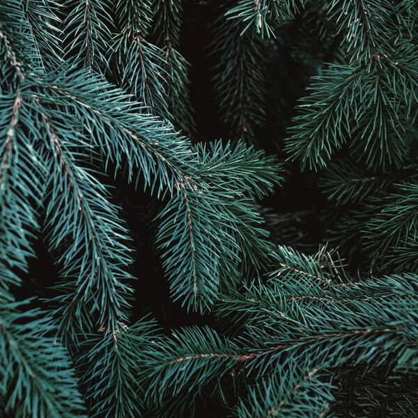 Christmas fir tree branches Background. Christmas pine tree wallpaper. Copy space