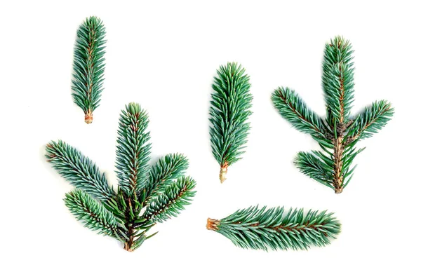 Set Fir Branches Isolated White Background Pine Branch Confier Tree — Stock Photo, Image