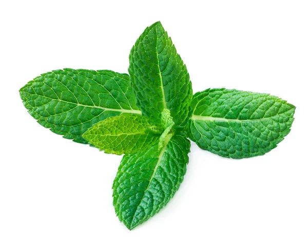 Fresh Mint Leaves Isolated White Background Raw Mint Spearmint Close — Stock Photo, Image