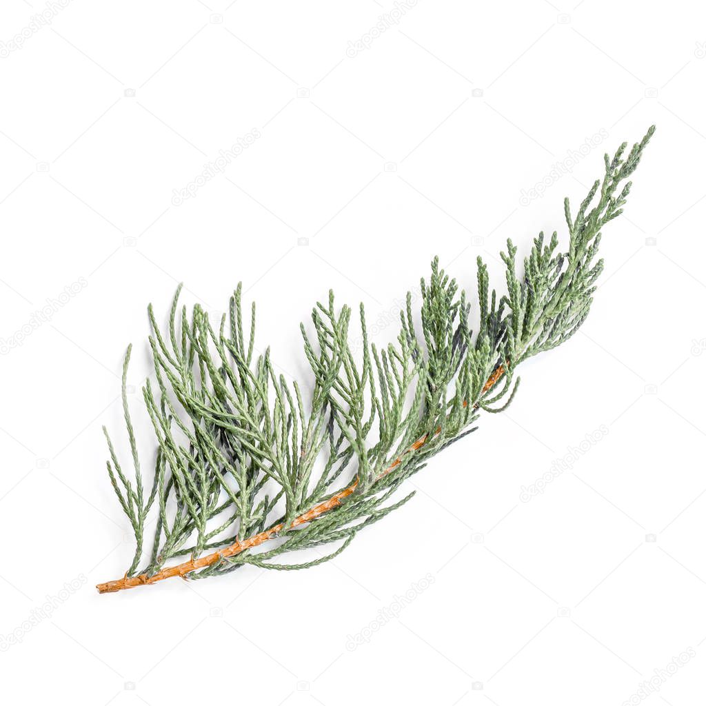 Fir tree  branch isolated on the white background. Christmas decoration