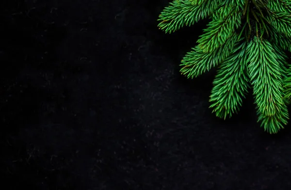 黒い背景にクリスマスツリーパインの枝 上からの眺め コピースペース — ストック写真