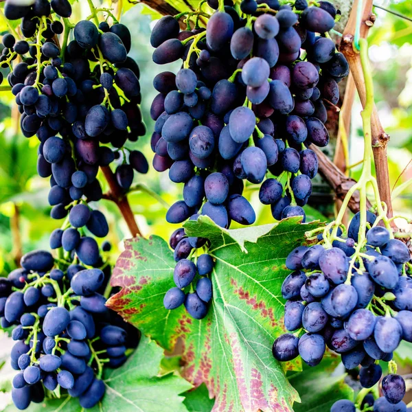 Uvas Azules Viñedo Cerca Uva Vino Tinto Madura — Foto de Stock