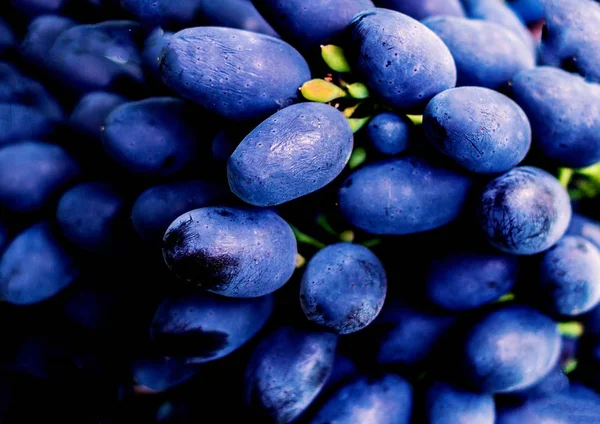 Raisins Bleus Dans Vignoble Proximité Raisins Vin Rouge Mûrs Tourteaux — Photo
