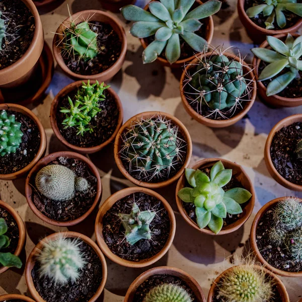 Set Plante Suculente Interior Diverse Cactus Diferite Vase — Fotografie, imagine de stoc