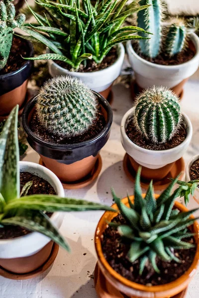 Sukkulenten Und Verschiedene Kakteen Verschiedenen Töpfen — Stockfoto