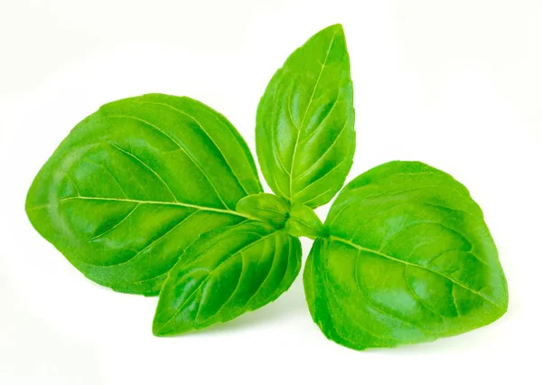 Basil Leaf Isolated White Background Fresh Green Basil Herb Macr — Stock Photo, Image