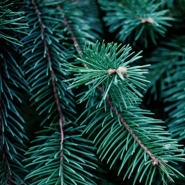 クリスマスフェアツリーブランチテクスチャ背景 ふわふわの松の木のブランチを閉じます 緑のトウヒ — ストック写真