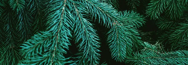 Christmas Fir Tree Branches Background Christmas Pine Tree Wallpaper Copy — Stock Photo, Image
