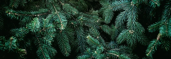 Kerst Dennenboom Takken Achtergrond Kerstboom Behang Kopieerruimte — Stockfoto