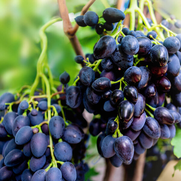 Синий виноград в винограднике близко. Спелый красный виноград
