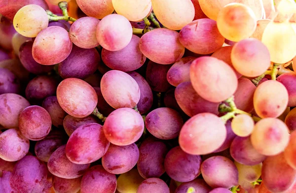 Uvas Azules Viñedo Cerca Uva Vino Tinto Madura — Foto de Stock