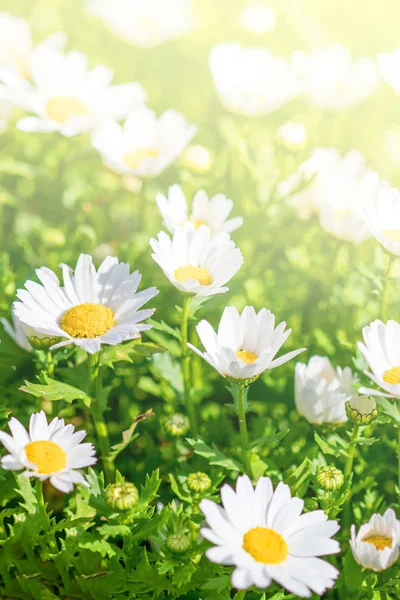 Tavaszi Rét Kamilla Virág Gyönyörű Napsütéses Napon Blooming Rét — Stock Fotó