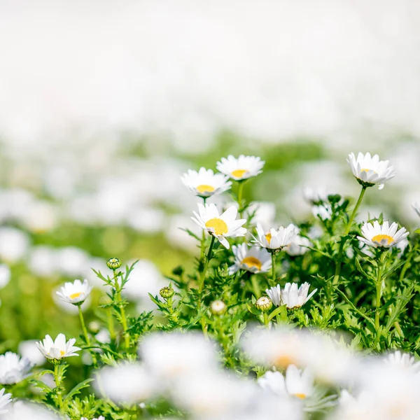 Kamillenblüten Schöne Blühende Landschaft Bei Sonnigem Tag Natur Frühling Concep — Stockfoto