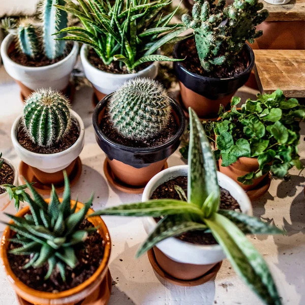 Zimmerpflanzen Sammeln Sukkulente Und Kaktus Verschiedenen Töpfen Auf Weißem Hintergrund — Stockfoto