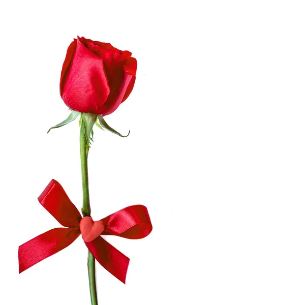 Tarjeta San Valentín Con Rosa Roja Aislada Sobre Fondo Blanco — Foto de Stock