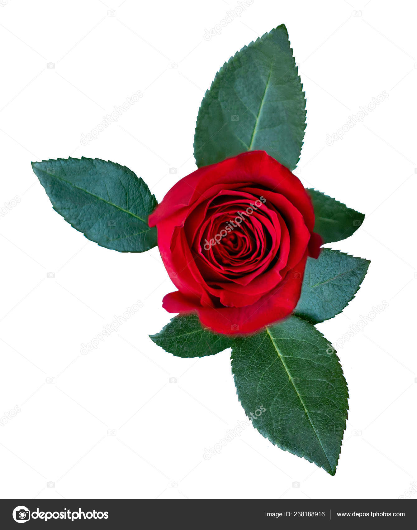 Red Rose Flower Green Leaves Isolated White Background Detailed Beautiful Stock Photo C Zakharova 238188916