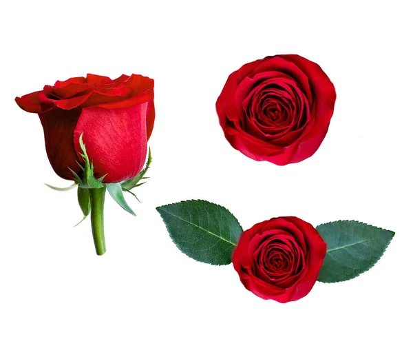 Όμορφο Κολάζ Από Κόκκινο Τριαντάφυλλο Λουλούδι Που Απομονώνονται Λευκό Φόντο — Φωτογραφία Αρχείου