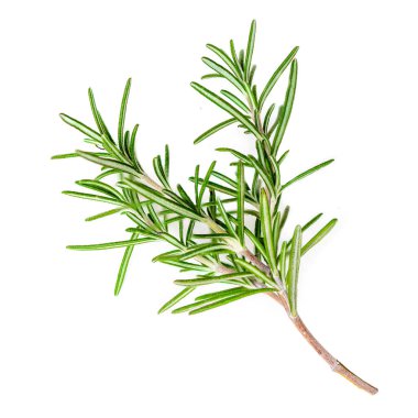 Rosemary Herb beyaz zemin üzerine izole makro 