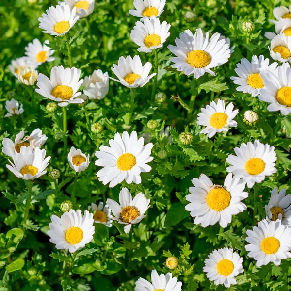 Prado Primavera Florescente Com Flores Camomila Bonito Prado Florescendo Ensolarado — Fotografia de Stock