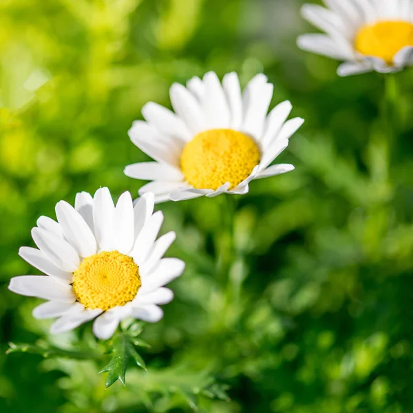 Kwitnąca Wiosna Łąka Kwiatów Rumianku Piękny Krajobraz Blooming Słoneczny Dzień — Zdjęcie stockowe