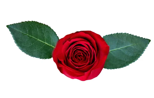 Red Rose Flower Green Leaves Isolated White Background Detailed Beautiful Royalty Free Stock Photos