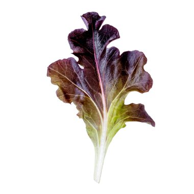Beyaz arka plan üzerinde izole mor marul yaprağı. Kırmızı Oakleaf marul salatası 