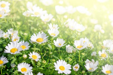 Papatya çiçek çayır ile bahar arka plan. Güneşli da güzel Blooming çayır