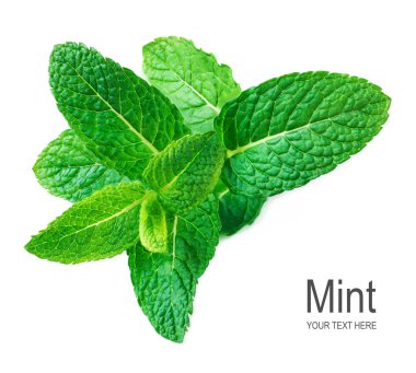 Beyaz arka plan üzerinde izole nane yaprağı. Taze nane, mentol yaprakları