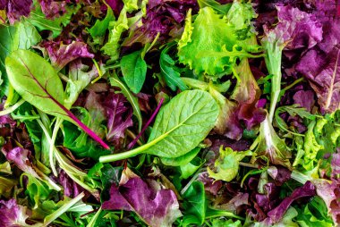 Salata karışımı arka planda kalır. Taze salata desenli roka, mor marul, ıspanak, frizbi ve bahçe yaprağı.