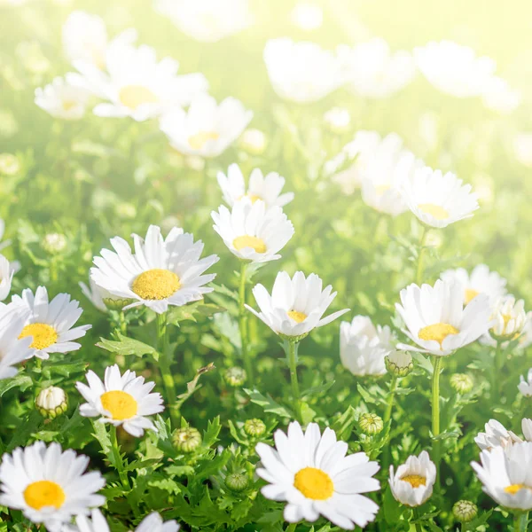 Chamomile Flowers Beautiful Blooming Landscape Sunny Day — Stock Photo, Image