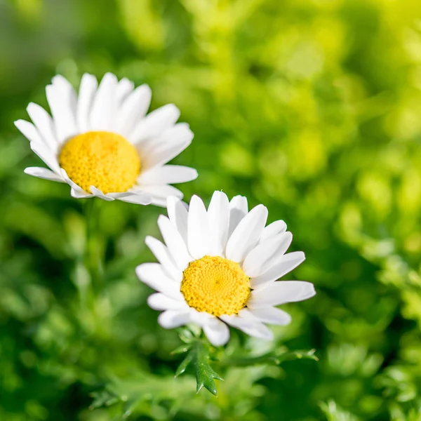 Chamomile Flowers Beautiful Blooming Landscape Sunny Day — Stock Photo, Image