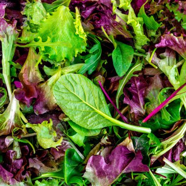 Salata karışımı arka plan bırakır. Taze salata deseni ile rucola, pu
