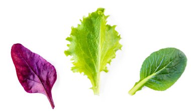 Salata yaprakları çeşitli. Spinac ile izole karışık salata yaprakları