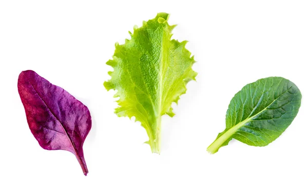 Verscheidenheid van salade bladeren. Geïsoleerde gemengde salade verlaat met Spinac — Stockfoto