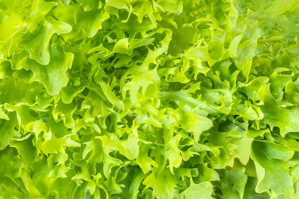 Salatblatt vorhanden. Salat Gemüse texturierten Hintergrund. Konzept für lizenzfreie Stockbilder