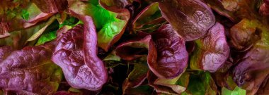 Mor marul salata yaprağı deseni. Dokulu kırmızı Oakleaf marul 
