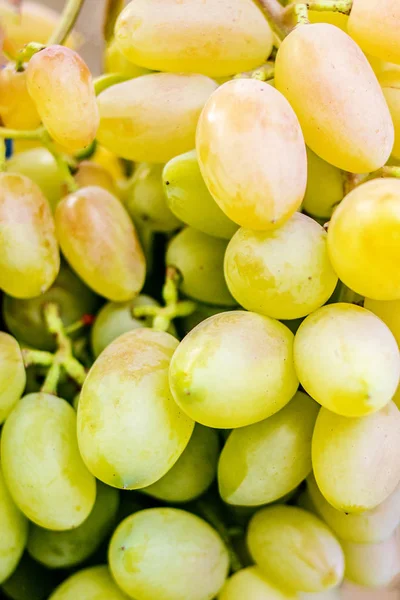 Racimo de uva blanca orgánica en el árbol de la vid. Cosecha cóncava — Foto de Stock