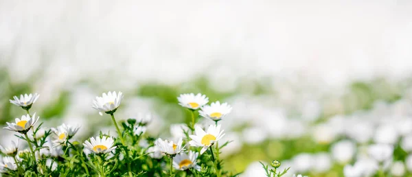 Floreciente pradera de primavera con flores de manzanilla. Hermosa floración — Foto de Stock