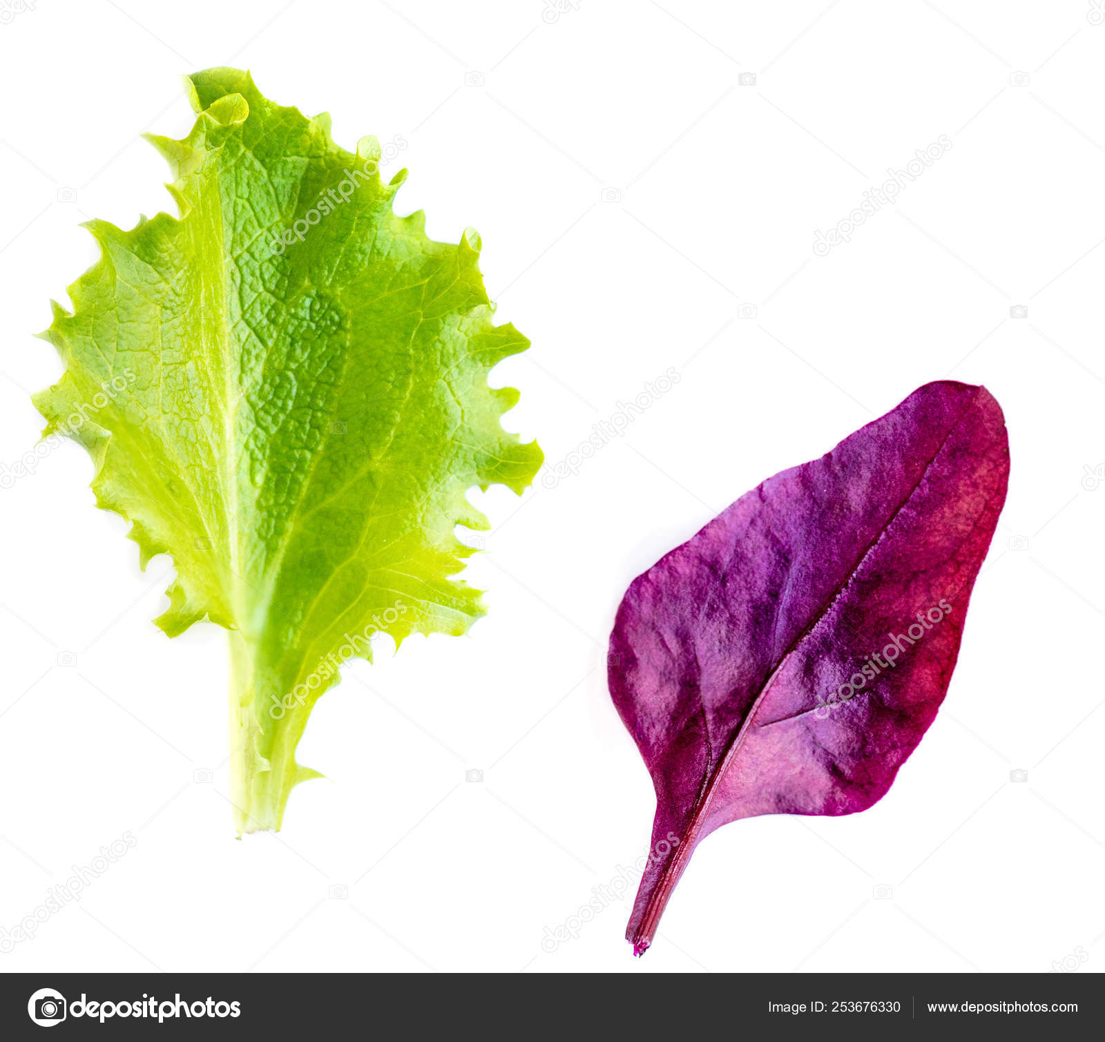 Folhas Salada Folhas Salada Mista Isoladas Com Acelga Roxa Alface — Foto ©  Zakharova #253676330, image size:1600x1509