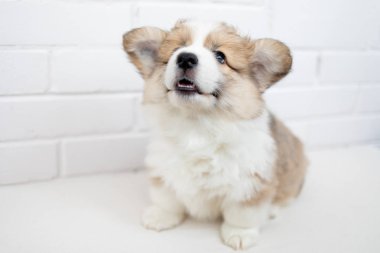 Beyaz arka plan üzerinde komik stüdyo portre sevimli köpek yavrusu Galce Corgi Pembroke.
