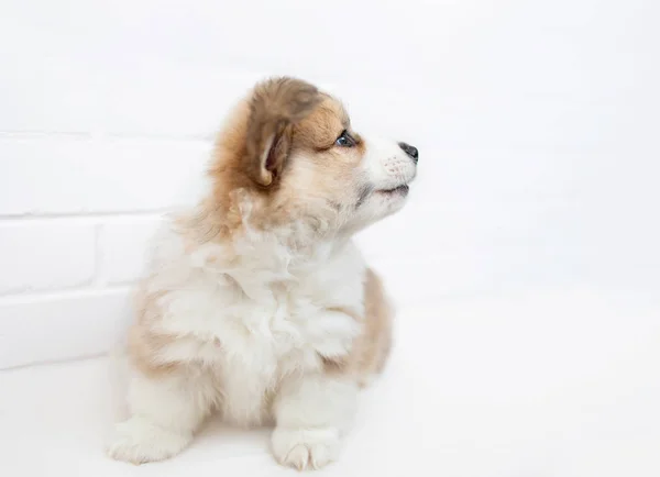 Engraçado Estúdio Retrato Bonito Filhote Cachorro Galês Corgi Pembroke Fundo — Fotografia de Stock