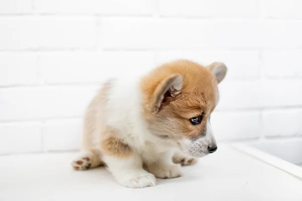 Rolig Studio Porträtt Söt Valp Welsh Corgi Pembroke Vit Bakgrund — Stockfoto