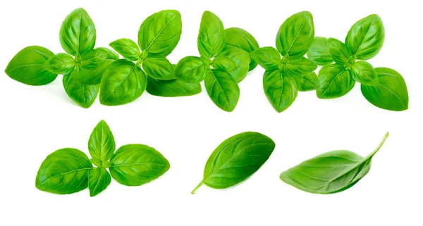 Fresh Green Basil Leaves Collection Isolated White Background Border Frame — Stock Photo, Image