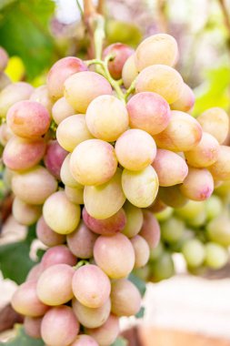 Organik beyaz üzüm demet Asma ağacı üzerinde. Hasat concep