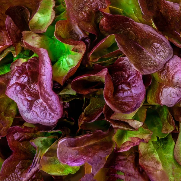 Padrão Folha Salada Alface Roxa Vermelho Oakleaf Alface Texturizado Fundo — Fotografia de Stock
