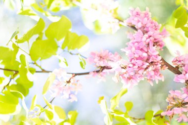 Pembe çiçek ve yeşil ağaç yaprakları ile Bahar arka plan. Natur
