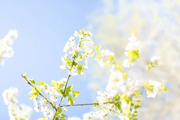 Spring background with white blossom and green tree leaves over — Stock Photo, Image