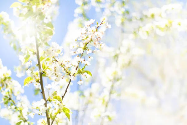 Fondo de naturaleza de primavera con flor de manzana de primavera. Esfinge abstracto — Foto de Stock